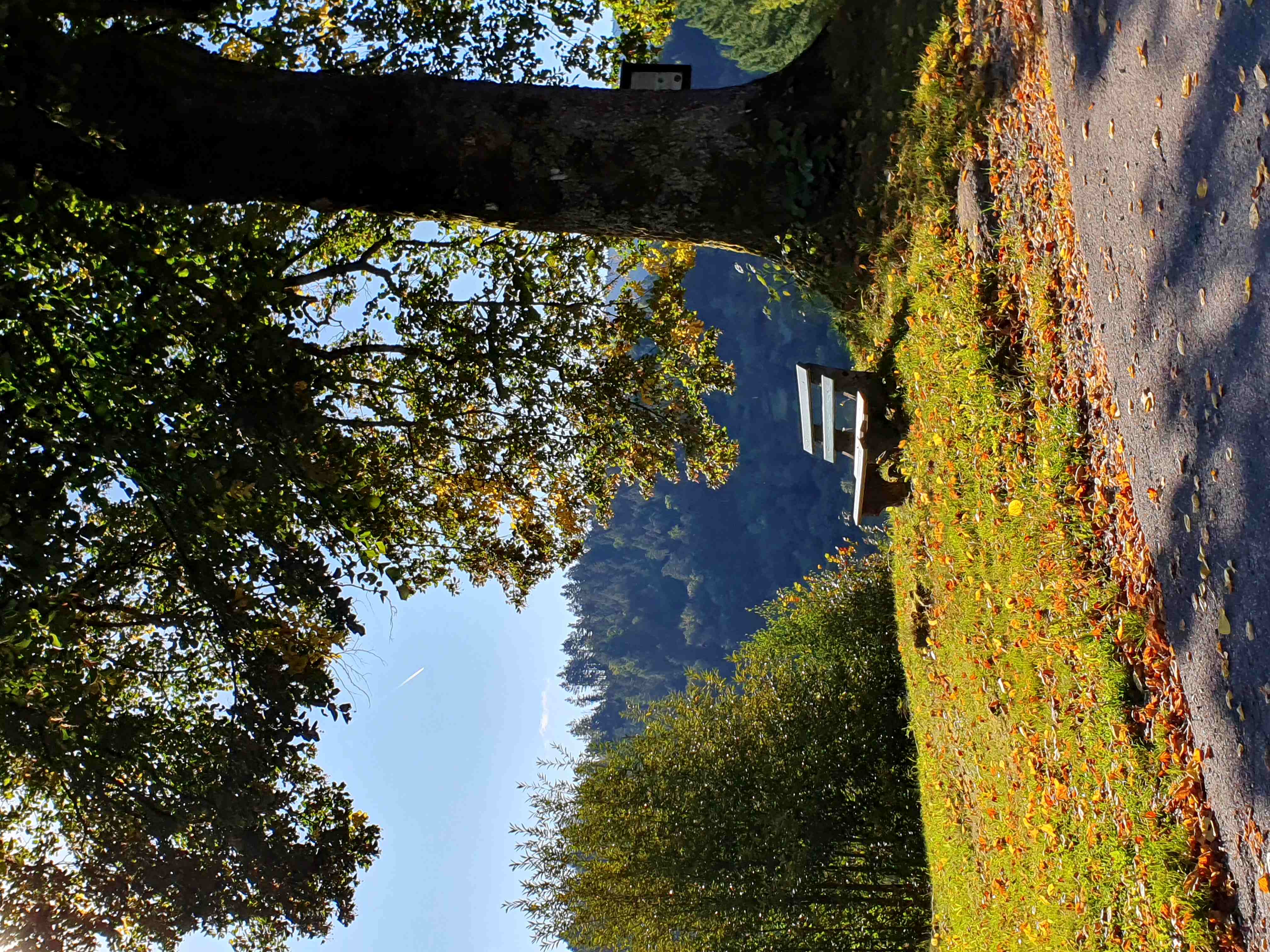 Schwarzwaldlandschaft